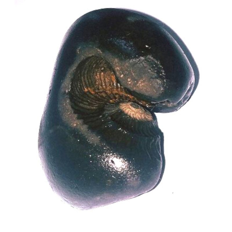 Natural Kurma Shaligram - 75 Gram Very rare 100% Genuine