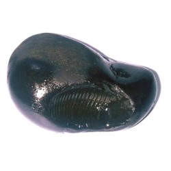 Natural Kurma Shaligram -...