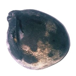 Ganesh Shaligram 192 Gram Very rare 100% Genuine