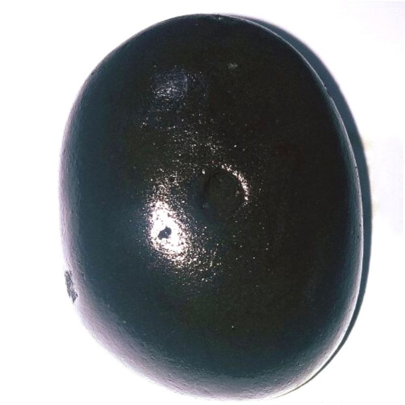 Hari Shaligram 111 Gram Very rare 100% Genuine