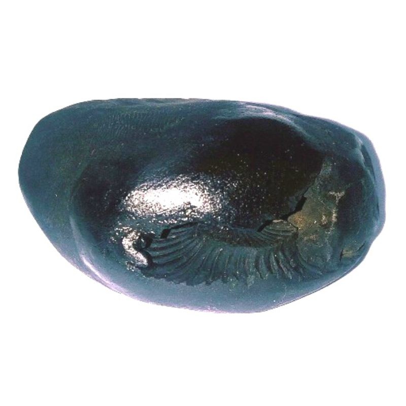 Parshurama Shaligram 70 Gram Very rare 100% Genuine