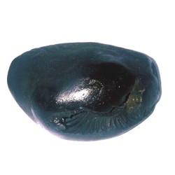 Parshurama Shaligram 70 Gram Very rare 100% Genuine