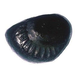 Parshurama Shaligram 114 Gram Very rare 100% Genuine