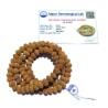 Certified 10 Mukhi Rudraksha Mala, Affordable & Genuine Mala