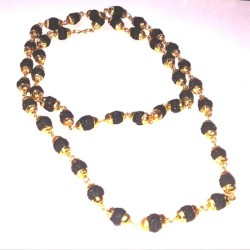 Original Golden Kalp  Five Mukhi Rudraksha Mala (40/45 Bead)