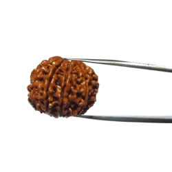 Certified 9 Mukhi Rudraksha Bead & Genuine- 3.50 Gram