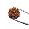 Certified 9 Mukhi Rudraksha Bead & Genuine- 3.50 Gram