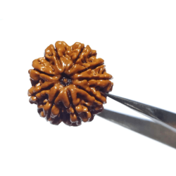 Certified 9 Mukhi Rudraksha...