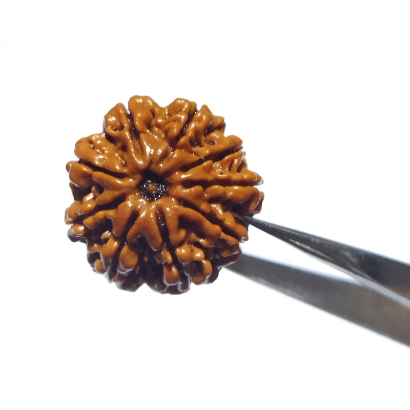 Certified 9 Mukhi Rudraksha Bead & Genuine- 3.50 Gram