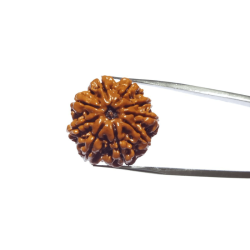 Certified 9 Mukhi Rudraksha Bead & Genuine- 3.50 Gram