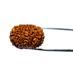 10 Mukhi Rudraksha Bead & Genuine- 3.4 Gram Approx