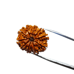 10 Mukhi Rudraksha Bead & Genuine- 3.4 Gram Approx