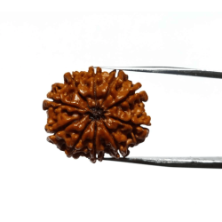 10 Mukhi Rudraksha Bead & Genuine- 3.4 Gram Approx