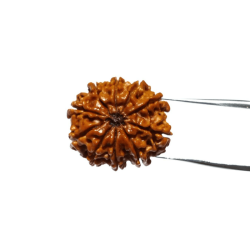 10 Mukhi Rudraksha Bead & Genuine- 3.4 Gram Approx