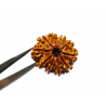 10 Mukhi Rudraksha Bead & Genuine- 3.4 Gram Approx