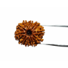 10 Mukhi Rudraksha Bead & Genuine- 3.4 Gram Approx