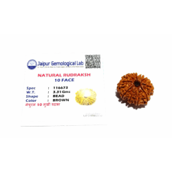 10 Mukhi Rudraksha Bead & Genuine- 3.4 Gram Approx