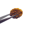 2 Mukhi Certified Rudraksha Bead & Lab Tested (Rameshwaram)