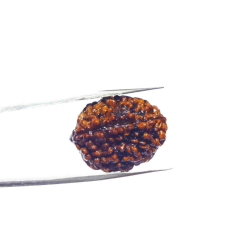 2 Mukhi Certified Rudraksha Bead & Lab Tested (Rameshwaram)