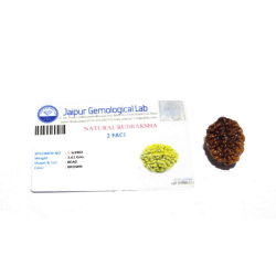 2 Mukhi Certified Rudraksha Bead & Lab Tested (Rameshwaram)