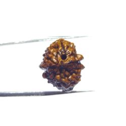 2 Mukhi Certified Rudraksha Bead & Lab Tested (Rameshwaram)