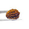 2 Mukhi Certified Rudraksha Bead & Lab Tested (Rameshwaram)