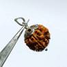 Nepali 4 Mukhi Rudraksha Bead In Silver Locket- Affordable & Certified