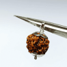 Nepali 4 Mukhi Rudraksha Bead In Silver Locket- Affordable & Certified