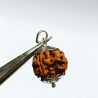 Nepali 4 Mukhi Rudraksha Bead In Silver Locket- Affordable & Certified