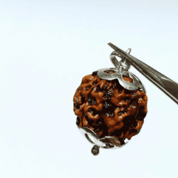 Nepali 4 Mukhi Rudraksha Bead In Silver Locket- Affordable & Certified