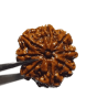 Natural 8 Mukhi Rudraksha (Nepali) Bead 24 mm