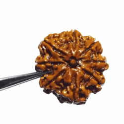 Natural 8 Mukhi Rudraksha (Nepali) Bead 24 mm