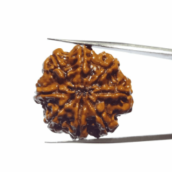 Natural 8 Mukhi Rudraksha (Nepali) Bead 24 mm