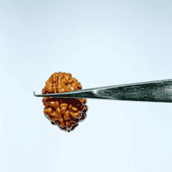 2 Mukhi Rudraksha Bead (Nepali) With X-ray Report, 15.1 mm