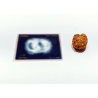 2 Mukhi Rudraksha Bead (Nepali) With X-ray Report, 15.1 mm