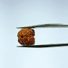 2 Mukhi Rudraksha Bead (Nepali) With X-ray Report, 15.1 mm