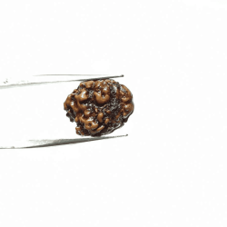 2 Mukhi Rudraksha bead (Nepali) With X-ray Report 13.8 mm