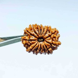 14 Mukhi Rudraksha Bead...