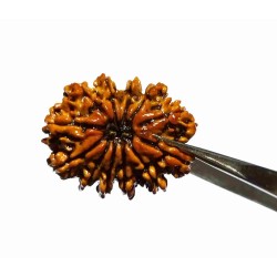 Original 12 Mukhi Rudraksha...