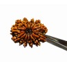 Original 12 Mukhi Rudraksha Bead Authentic & Certified Nepali Rudraksha 4 Gram