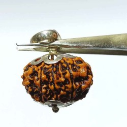 Nepali 10 Mukhi Rudraksha bead in Silver Locket with X-ray Report, Natural & Lab Tests