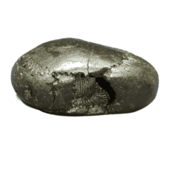 Very Rare Laxmi Narayan Shaligram 100% Genuine – 79Gram