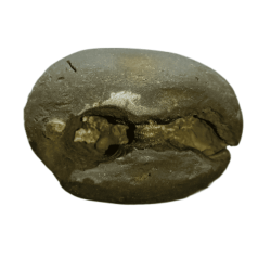 Very Rare Laxmi Narayan Shaligram 100% Genuine – 71Gram