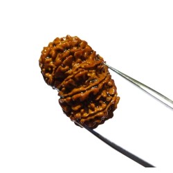 Original 12 Mukhi Rudraksha Bead Authentic & Certified Nepali Rudraksha 4 Gram