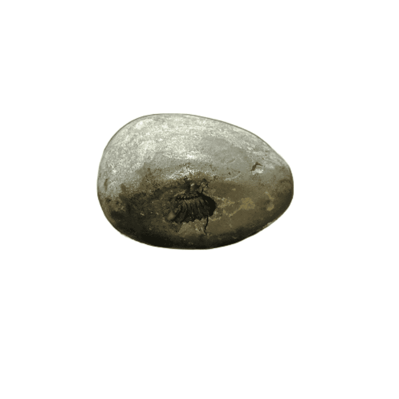 Laxmi Narayan Shaligram & Rare for Health, Wealth & Success 338 Gram