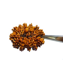 Original 12 Mukhi Rudraksha Bead Authentic & Certified Nepali Rudraksha 4 Gram