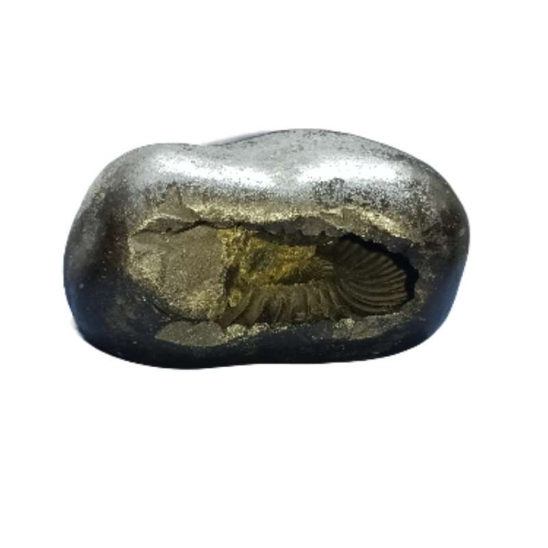 Laxmi Narayan Shaligram 100% Genuine & Rare 610 Gram (Lakshmi narayan)