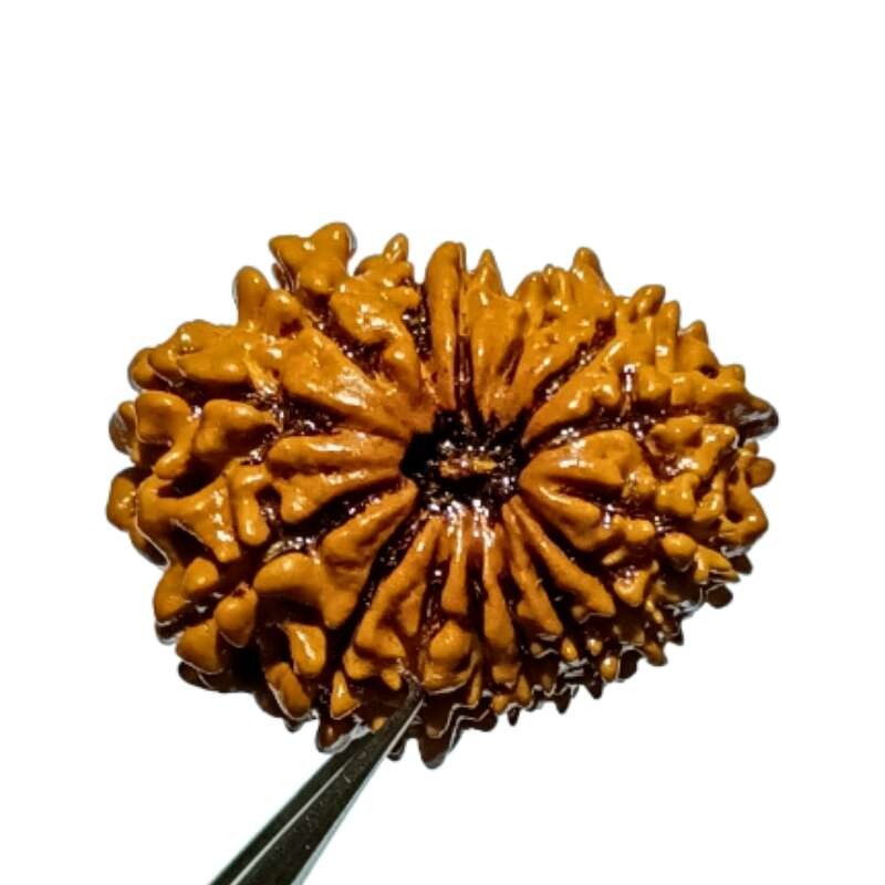 15 Mukhi Rudraksha (Nepali) Bead 25mm + With X-ray Report