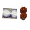 Natural 14 Mukhi Gauri Shankar Rudraksha & Certified - 39 mm With X-ray Report