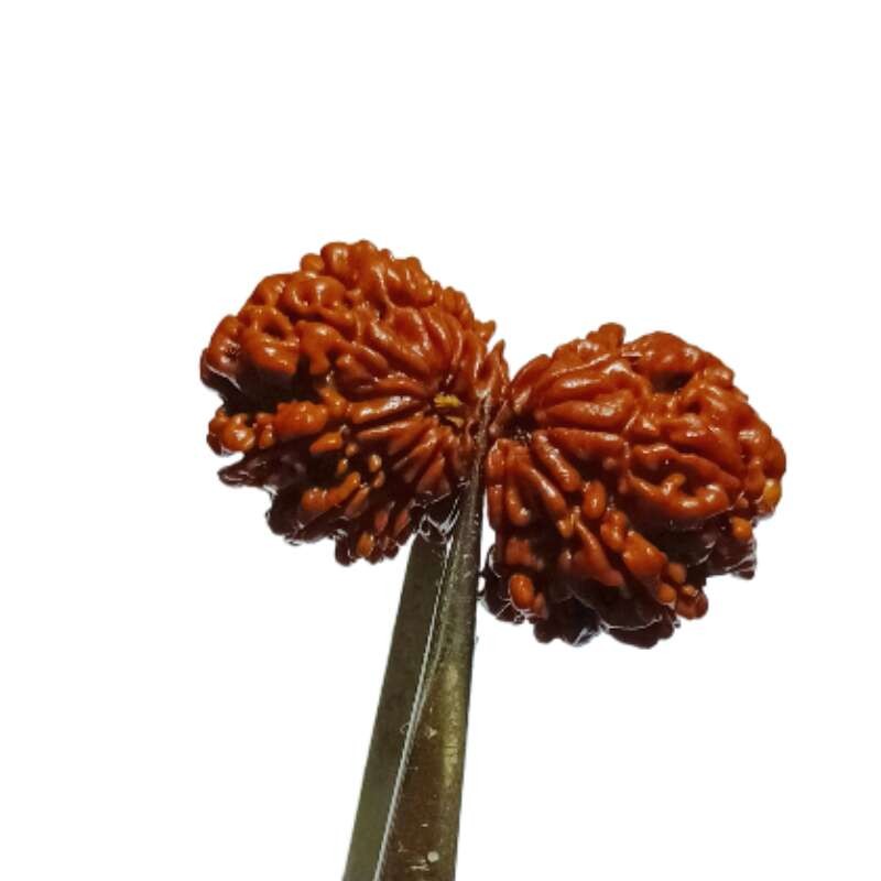 Natural 14 Mukhi Gauri Shankar Rudraksha & Certified - 39 mm With X-ray Report